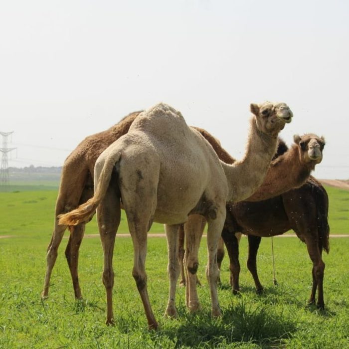 صورة واتساب بتاريخ 2025-04-18 في 22.46.17_f31cd974
